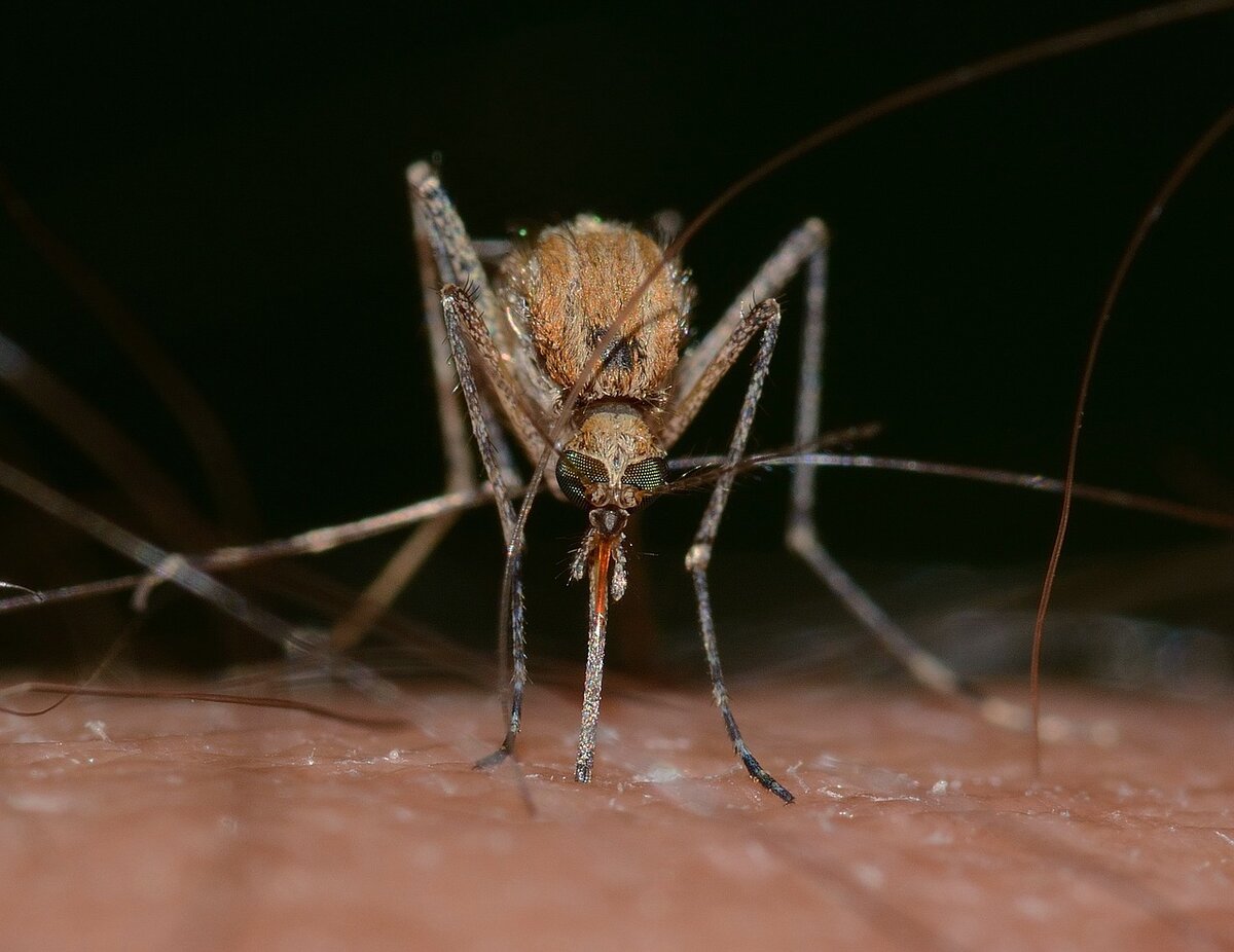 У самки комара больше зубов, чем у человека