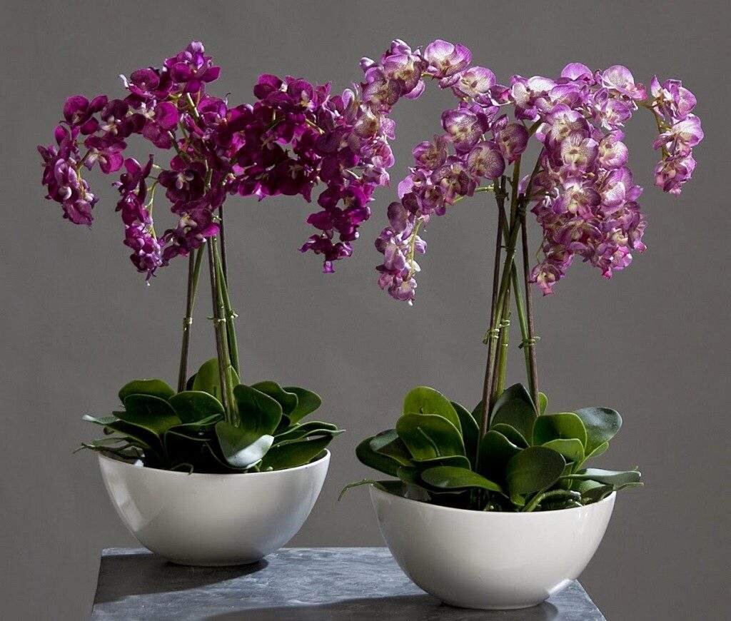     Всем известно, что орхидея довольно капризное растение и чтобы она хорошо росла и долго цвела придется потрудиться.-2