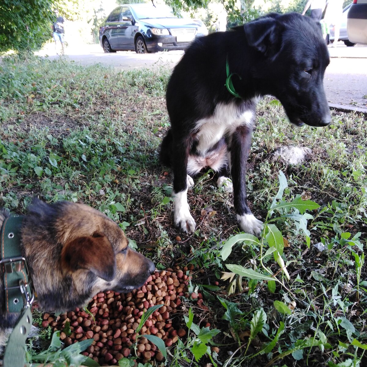 Ромочка и Ночка