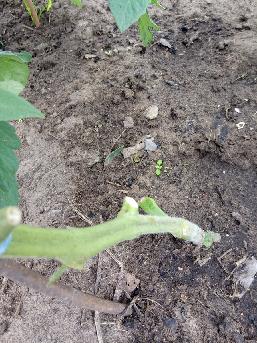 Обрывание листьев нужно делать постепенно, начиная с нижних листочков