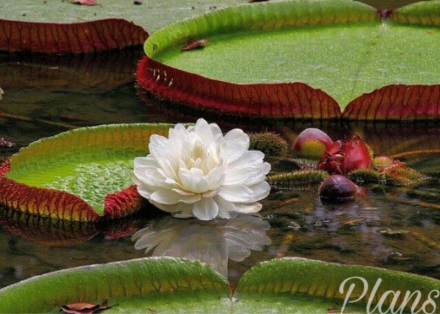 Виктория амазонская: фото, вес, местонахождение и открытие гигантской водяной лилии