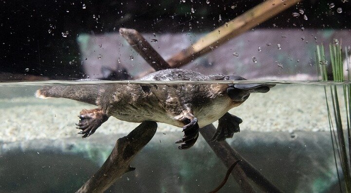 утконосу хорошо и на суше, и в воде