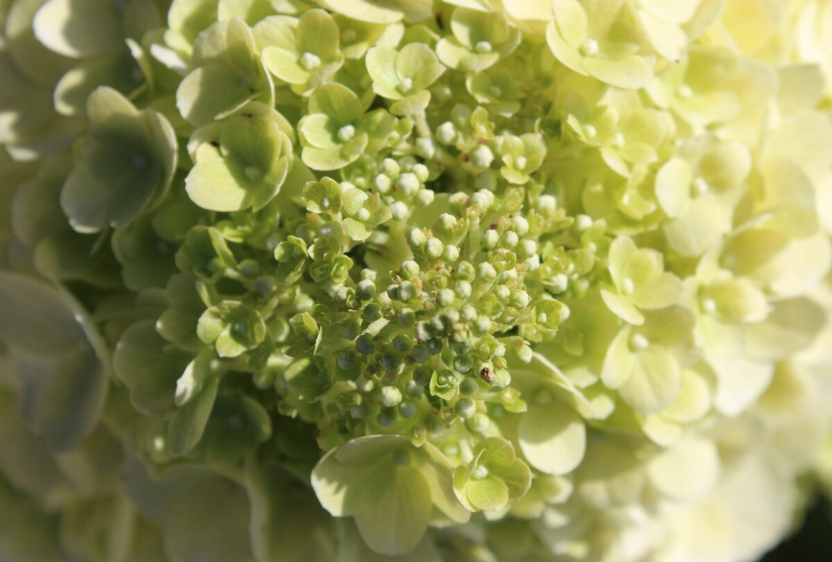 Метельчатая гортензия