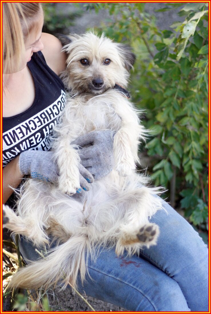 Фото из приюта "Лучший друг" г. Ставрополь