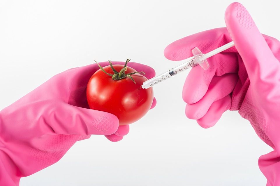 https://pixabay.com/photos/modified-tomato-genetically-food-1744952/