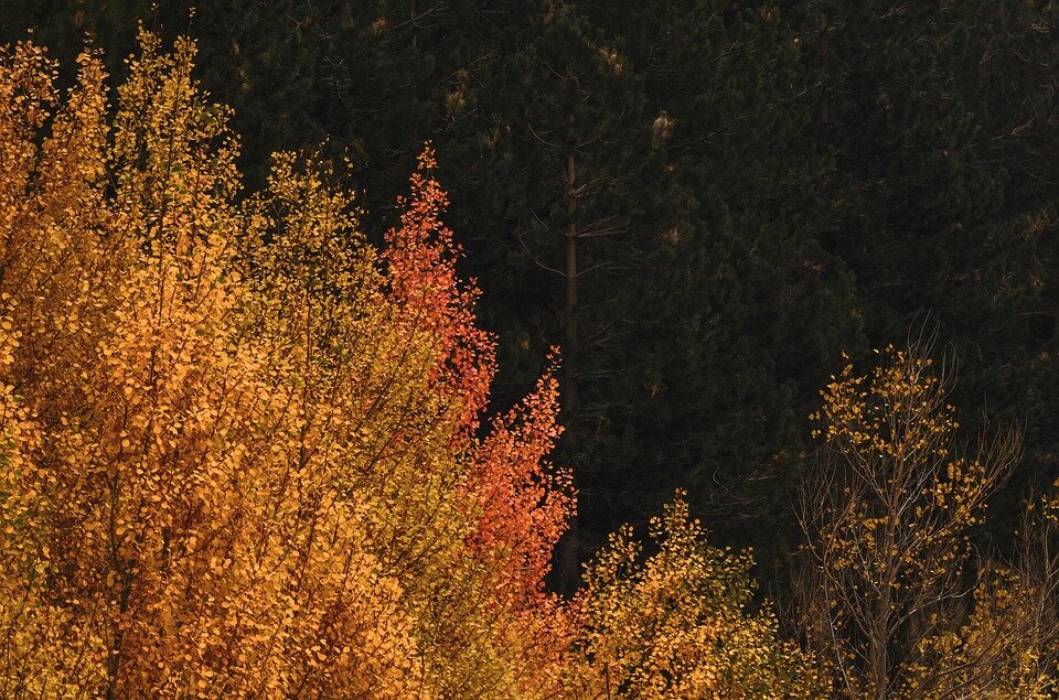 Источник: pixabay.com/