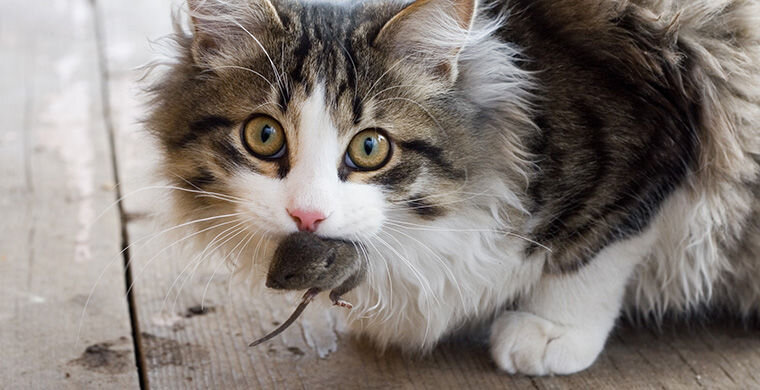 Почему кошки приносят домой мышей и птиц и чем это опасно для человека