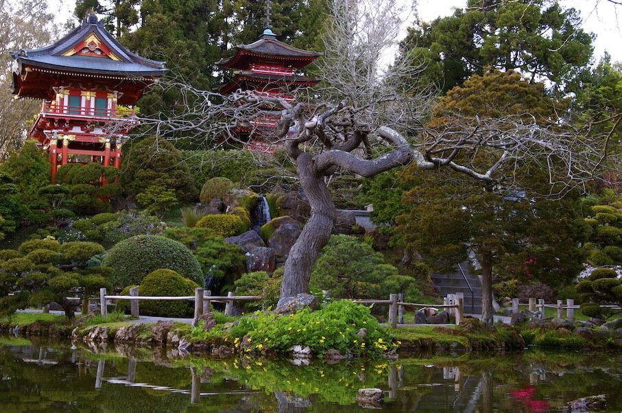 Чайная церемония в японском саду. Тянива чайный сад. Тянива сад Японии. Чайный сад в Японии. Хаппо эн сад чайный домик.