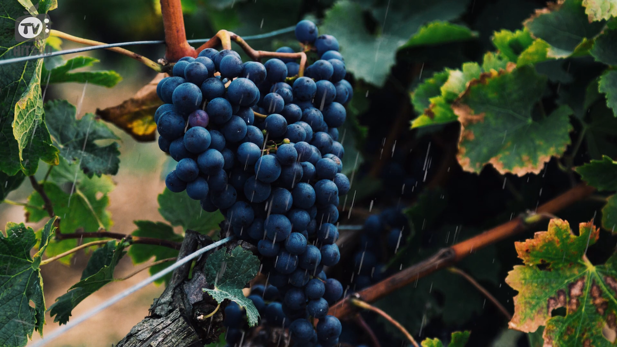 Готовим виноград к зимовке.