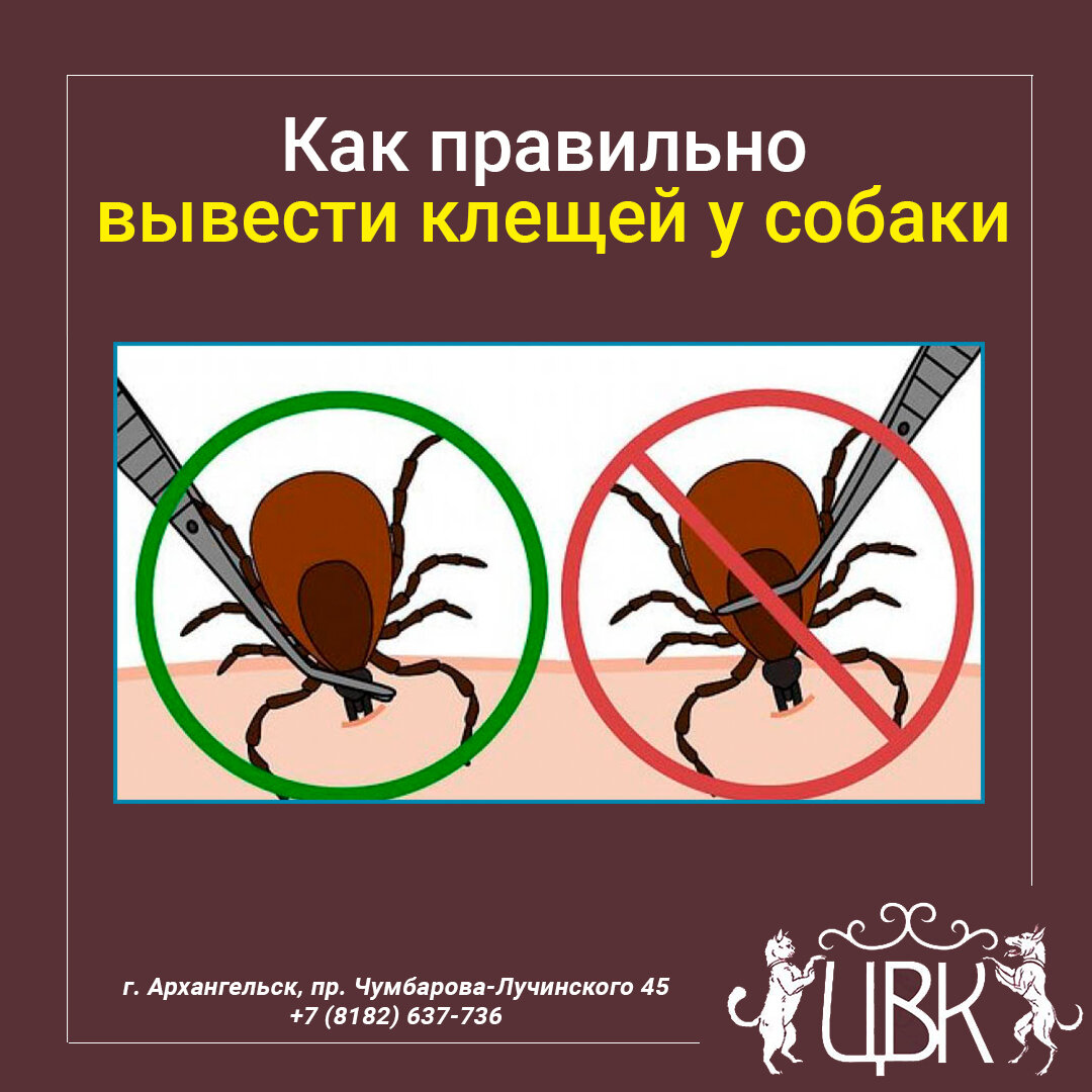 Как правильно, быстро и безопасно вывести клещей у домашней собаки
