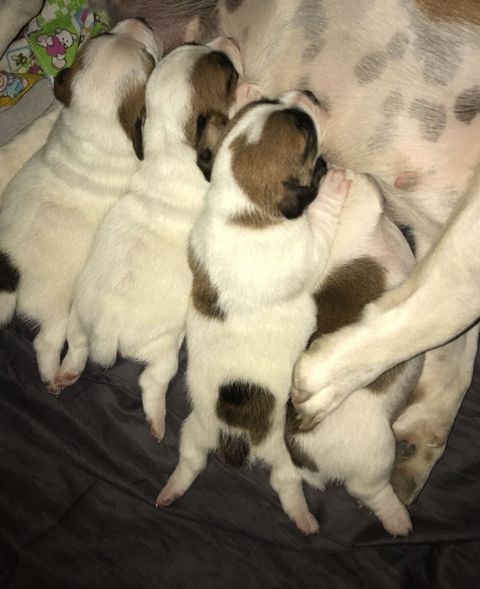 Наша девочка та, что без пятен