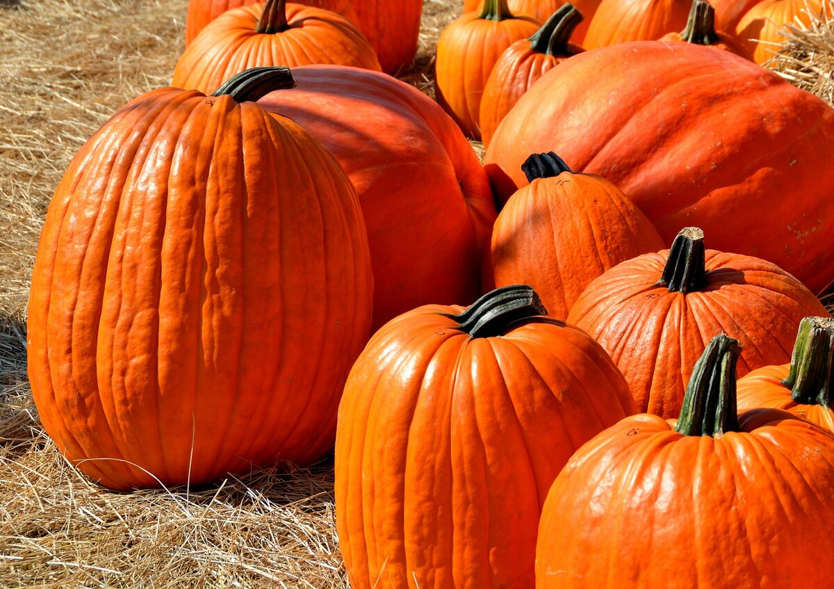 https://www.publicdomainpictures.net/pictures/90000/velka/pumpkins-1403776593tjT.jpg