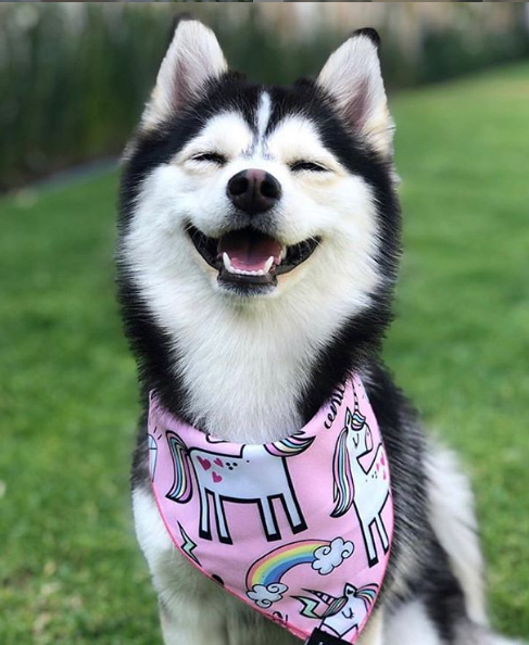 Материал из открытого источника https://www.instagram.com/pomskyplanet/