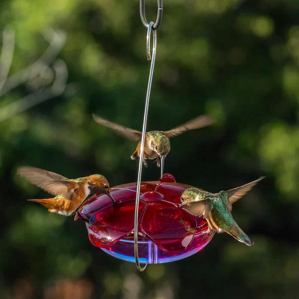 https://secure.img1-fg.wfcdn.com/im/91563253/resize-h600-w600%5Ecompr-r85/3693/36930382/Ruby+Sipper®+Hanging+Hummingbird+Feeder.jpg