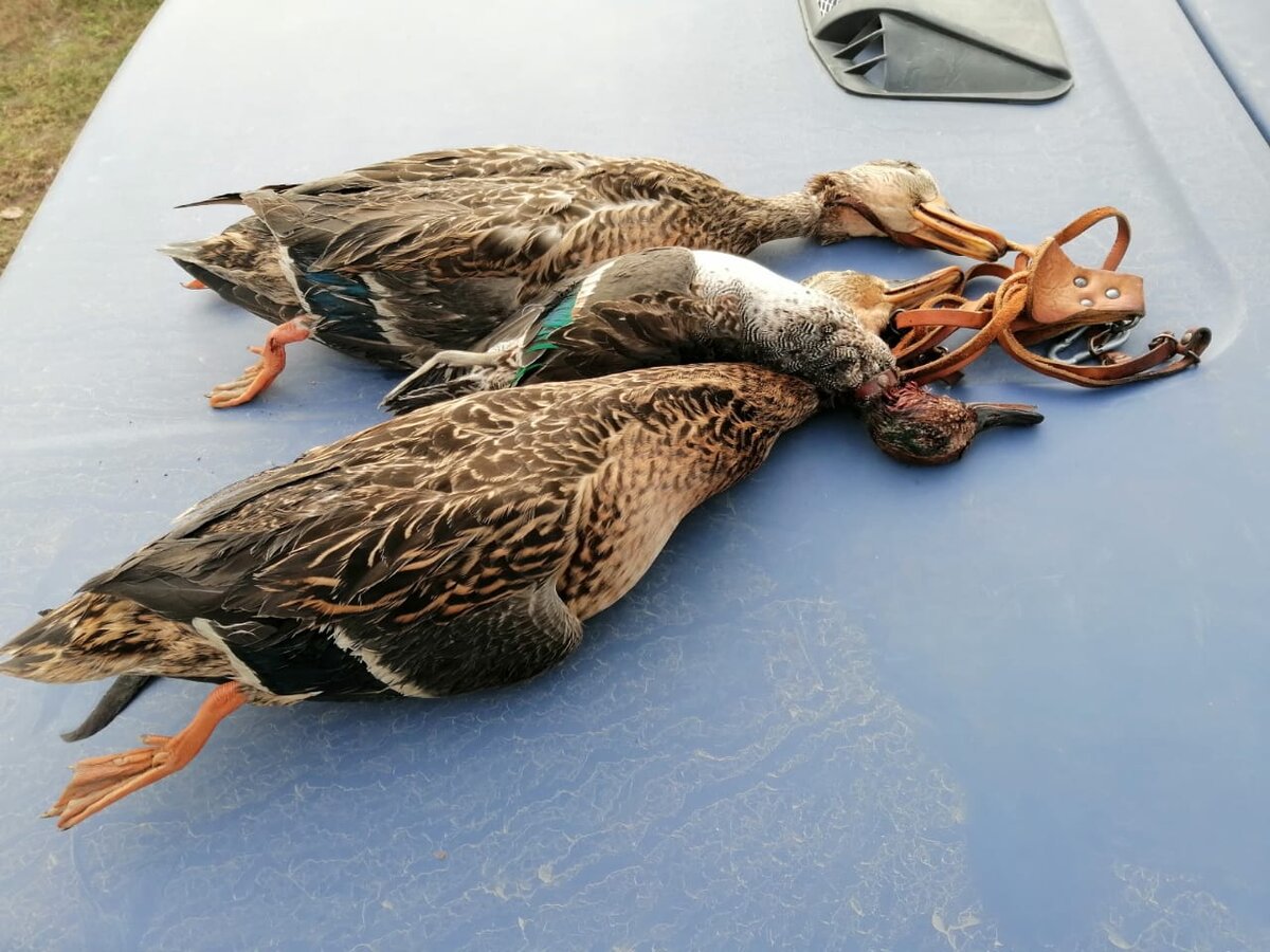 Охота не заменяет семье охотника походы в магазин и на рынок, а скорее служит приятным дополнением к повседневному меню и напоминанием, что техногенная цивилизация, заканчивается за городской окраиной, там начинается другая жизнь и человек в чертоге том всего лишь гость. 