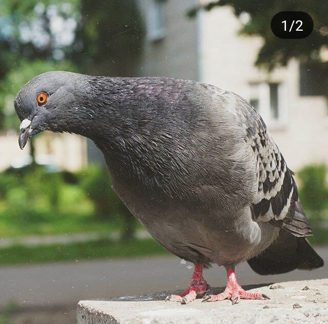 Фото взято из аккаунта chocopiefly (заходите, там много уютных фото)