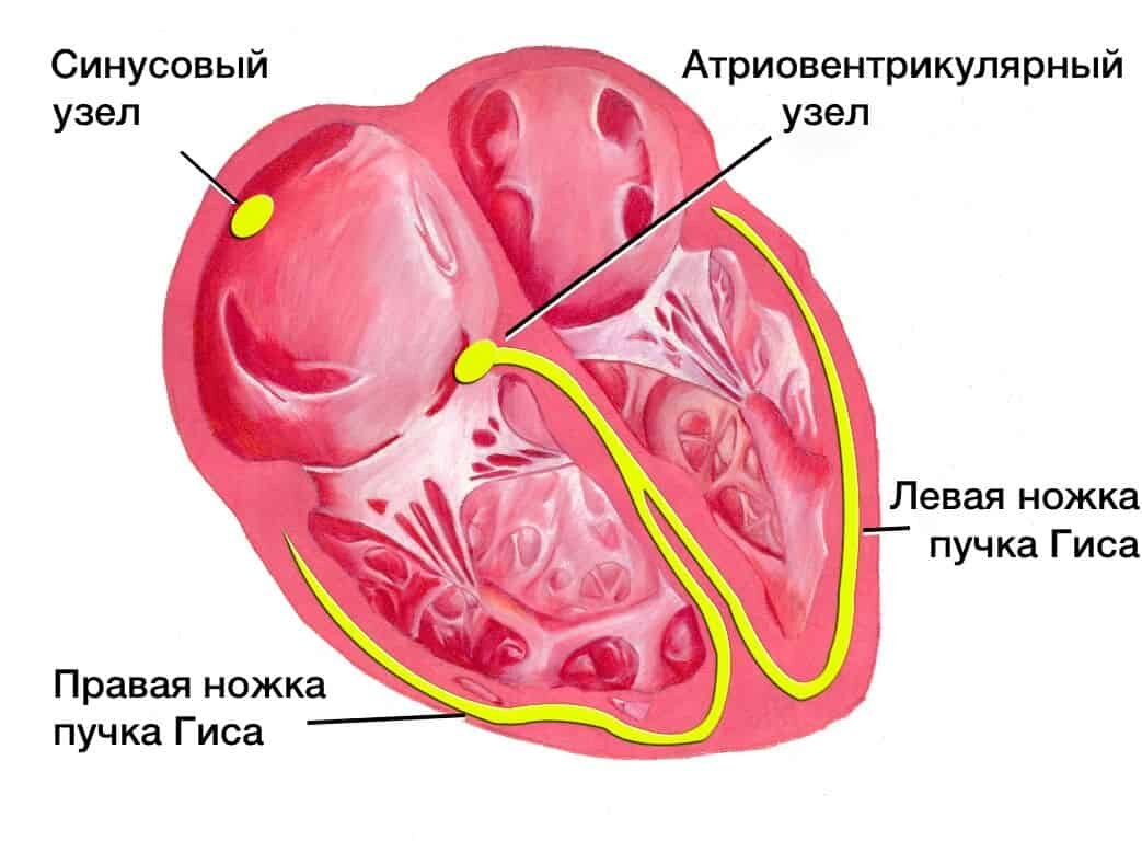 Симптомы блокада ножки пучка Гиса