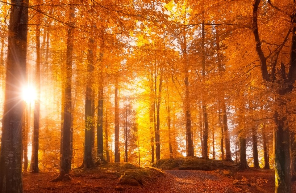 Фото из свободного доступа "Яндекс-картинки"