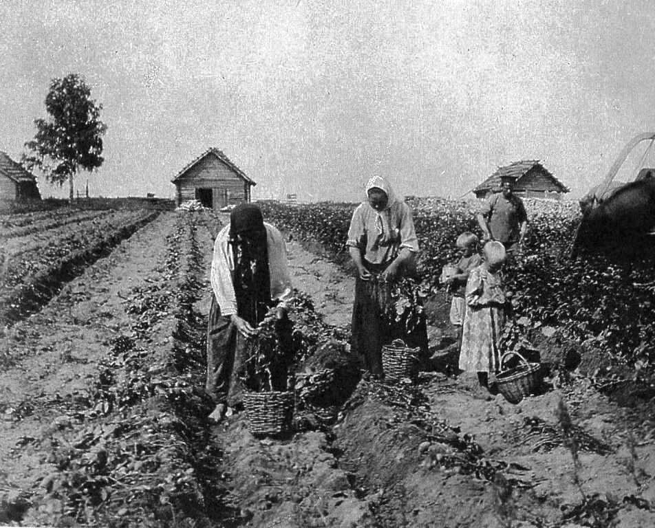 Исторические фото - как раньше выращивали, хранили, ели картофель