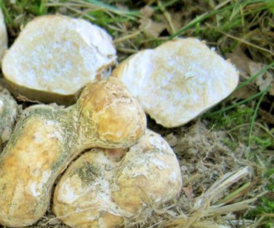 БЕЛЫЙ ТРЮФЕЛЬ