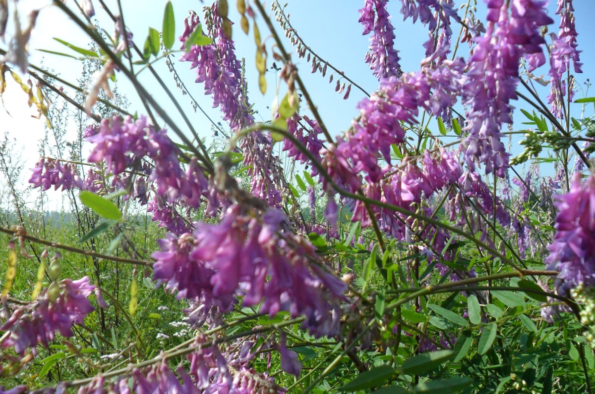 Копеечник Сибирский