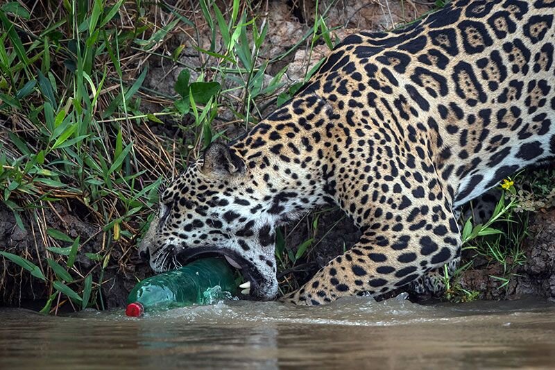 Молодой Ягуар (Panthera onca) в Бразилии был замечен играющим с выброшенной пластиковой бутылкой. Животное, вероятно, было привлечено запахом бутылки, которая плавала вниз по течению в сезон дождей.