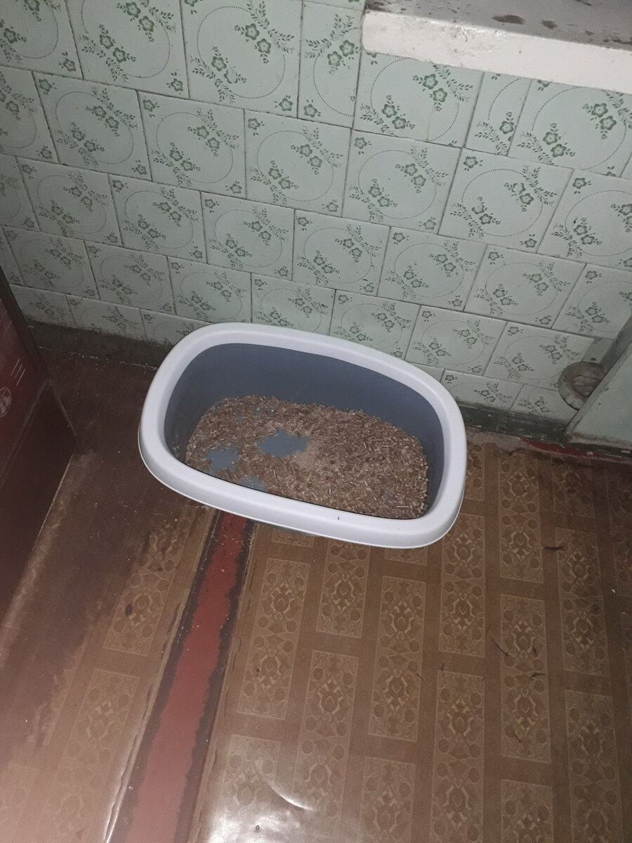 Современный кошачий туалет