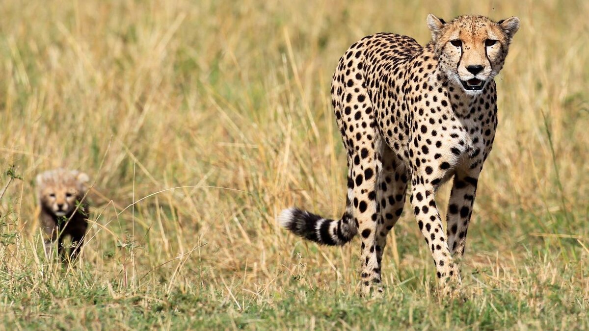 https://cms.qz.com/wp-content/uploads/2017/01/a-cheetah-and-her-cub-walk-in-the-masai-mara-in-kenya-e1484233145858.jpg?quality=75&strip=all&w=1400