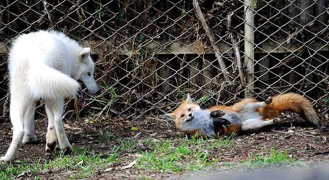 Фото из свободного доступа "Яндекс-картинки"