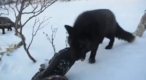 Кадр из видео Instagram @ig_animals_and_nature