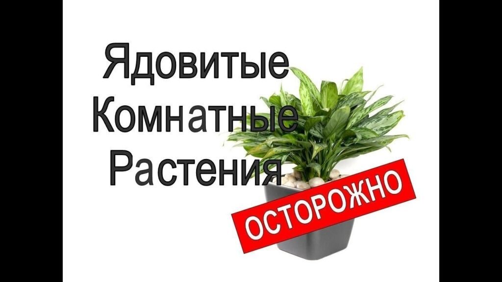 Ядовитые домашние растения фото