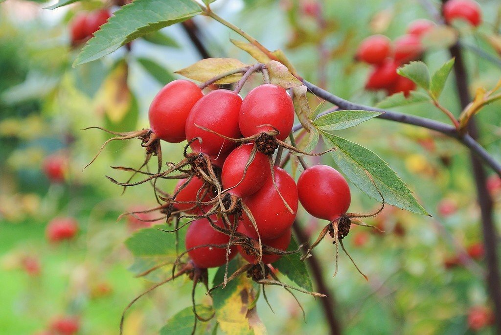 Фото яндекс картинки yandex.com