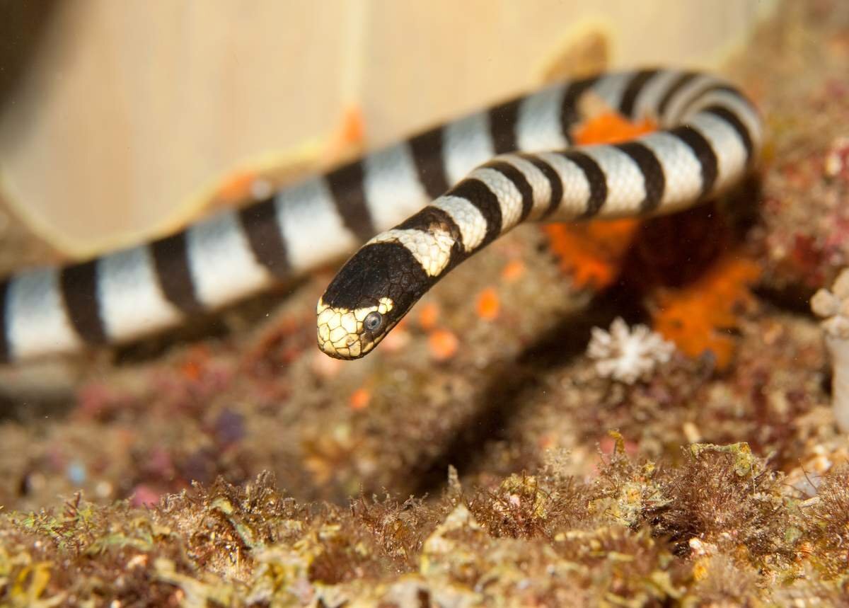 Подводная змея фото