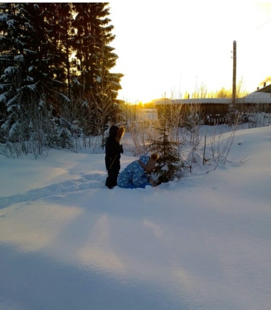Картинка от знакомой из деревни - ее дети ходили пилить елку вчера