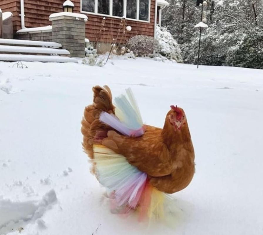 смешной цыпленок. милый цыпленок. цыпочка курица. курица. цыпочка курица.