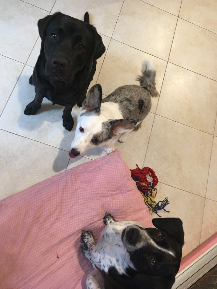 Гости нашей маленькой зоогостиницы 