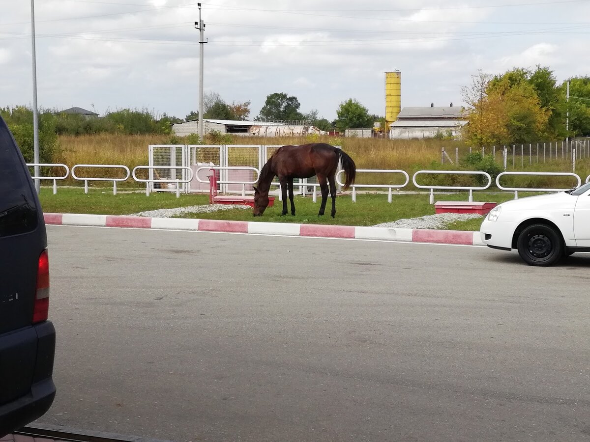 Кони на заправке.. Конь, ты откуда тут взялся??