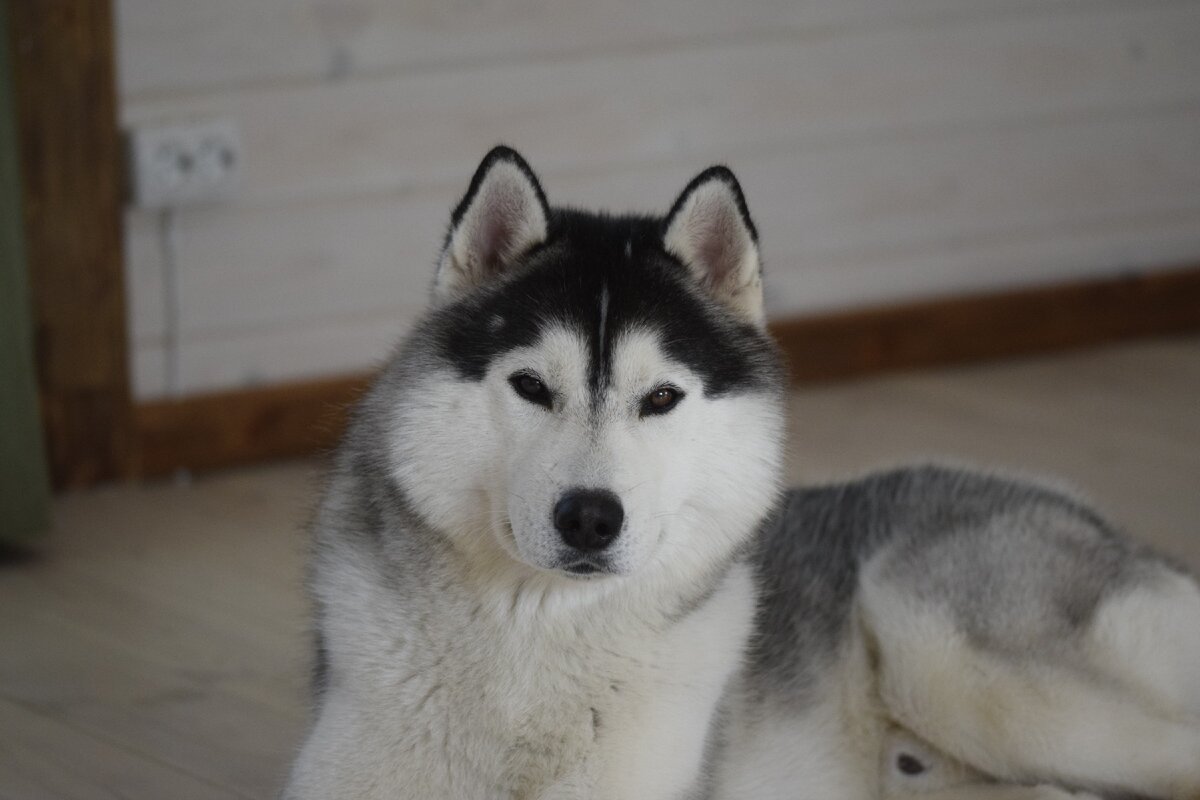 я тоже почитаю про племенную ценность 