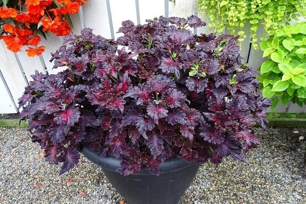 Источник Яндекс. Картинки