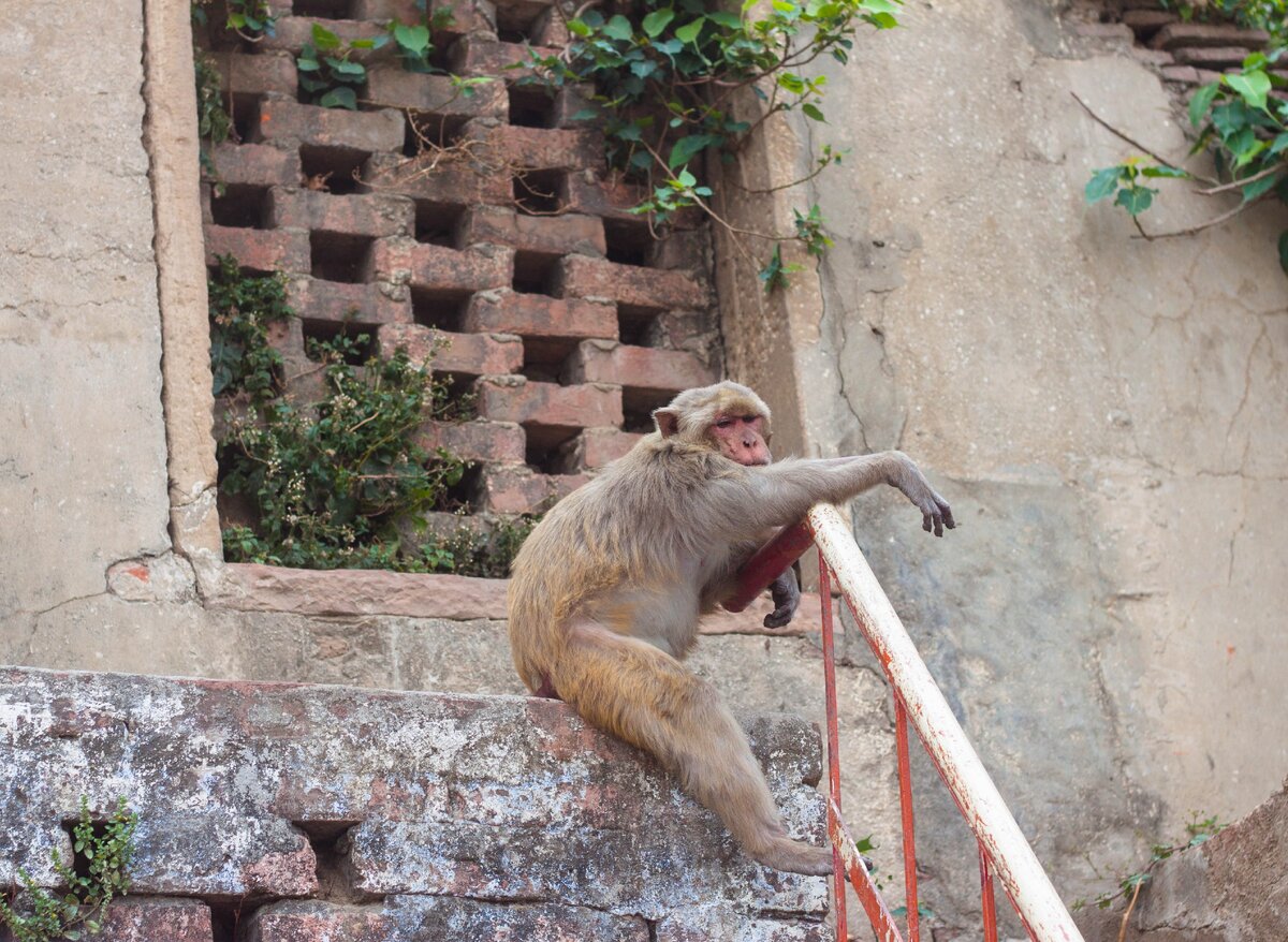 Наглая рожа:)
