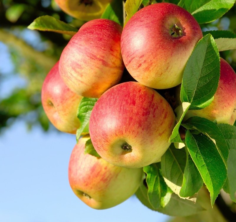 ОБРЕЗКА ДЕРЕВЬЕВ В ФЕВРАЛЕ