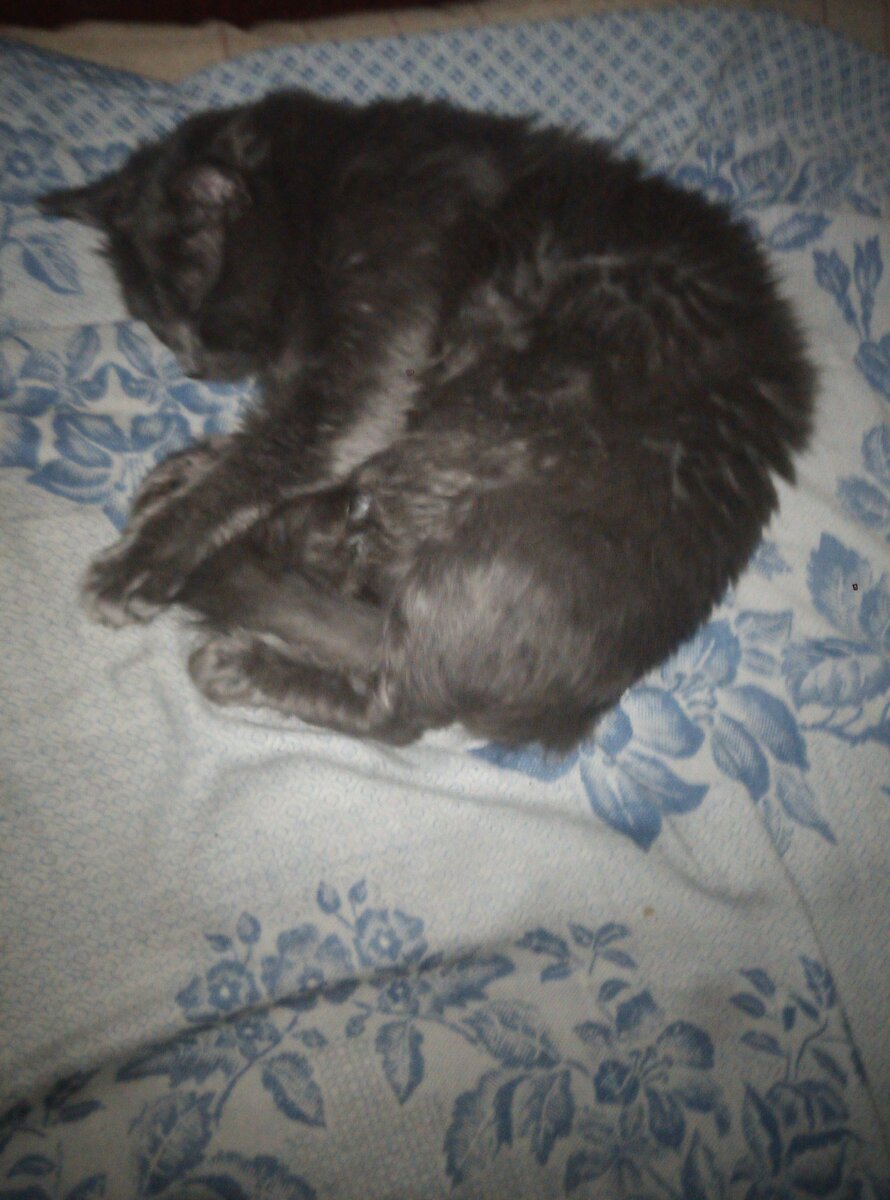 Кот Вася