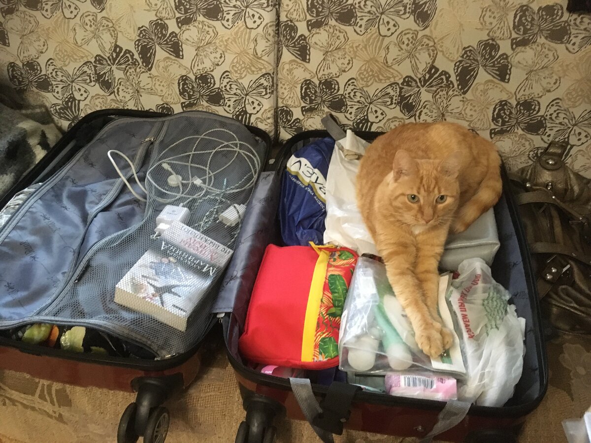 Кот Марсик: "Заряжу хорошей энергетикой".  Фото автора.