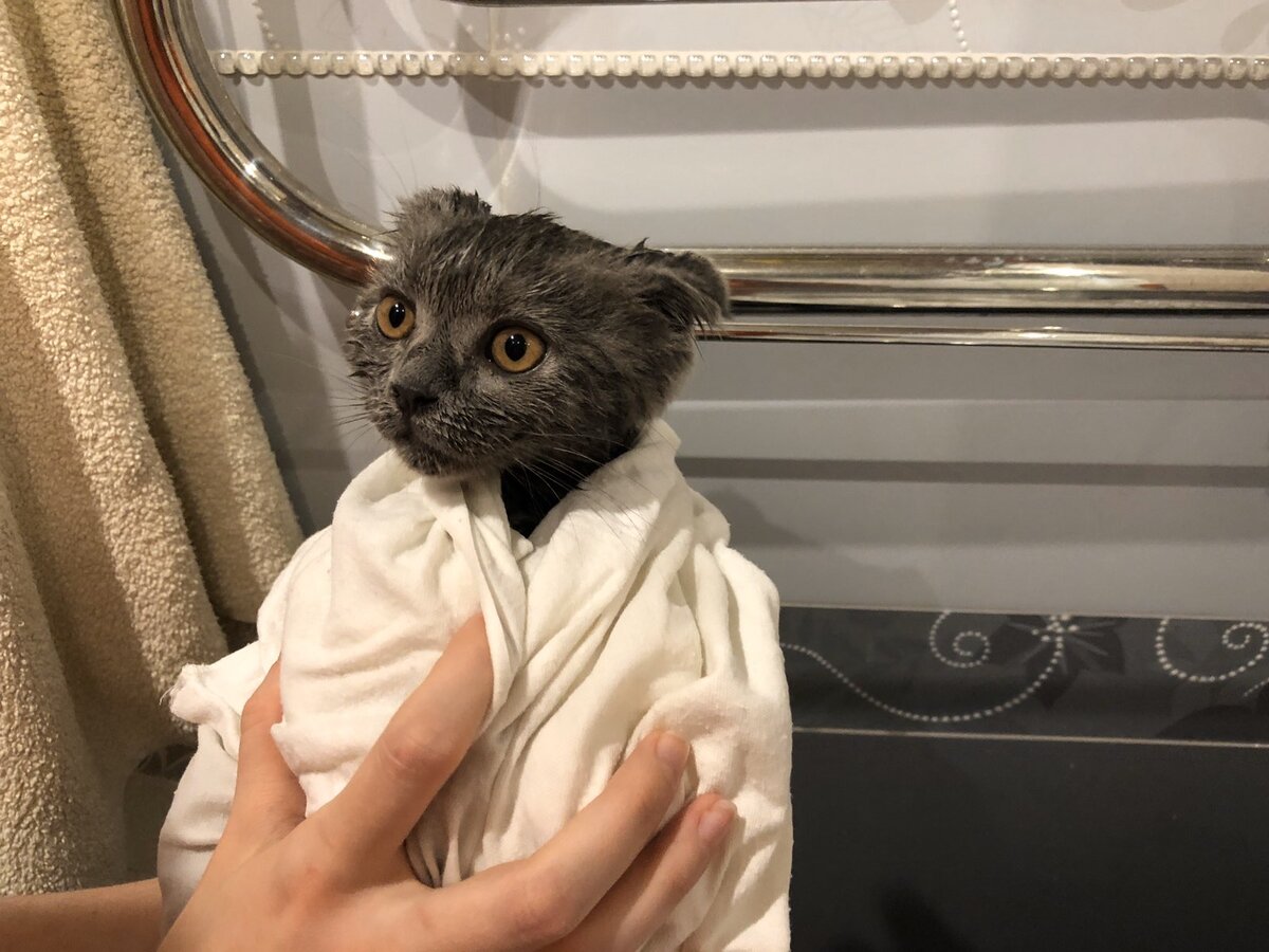 Только что помылся - кот Космос