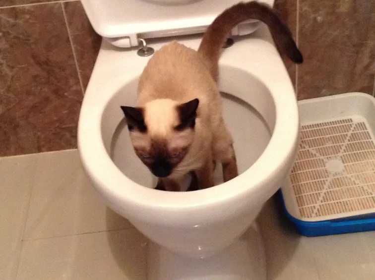 Система приучения кошек к унитазу Citi Kitty Cat Toilet Training Kit - tatneftoil.ru - Товары для дома