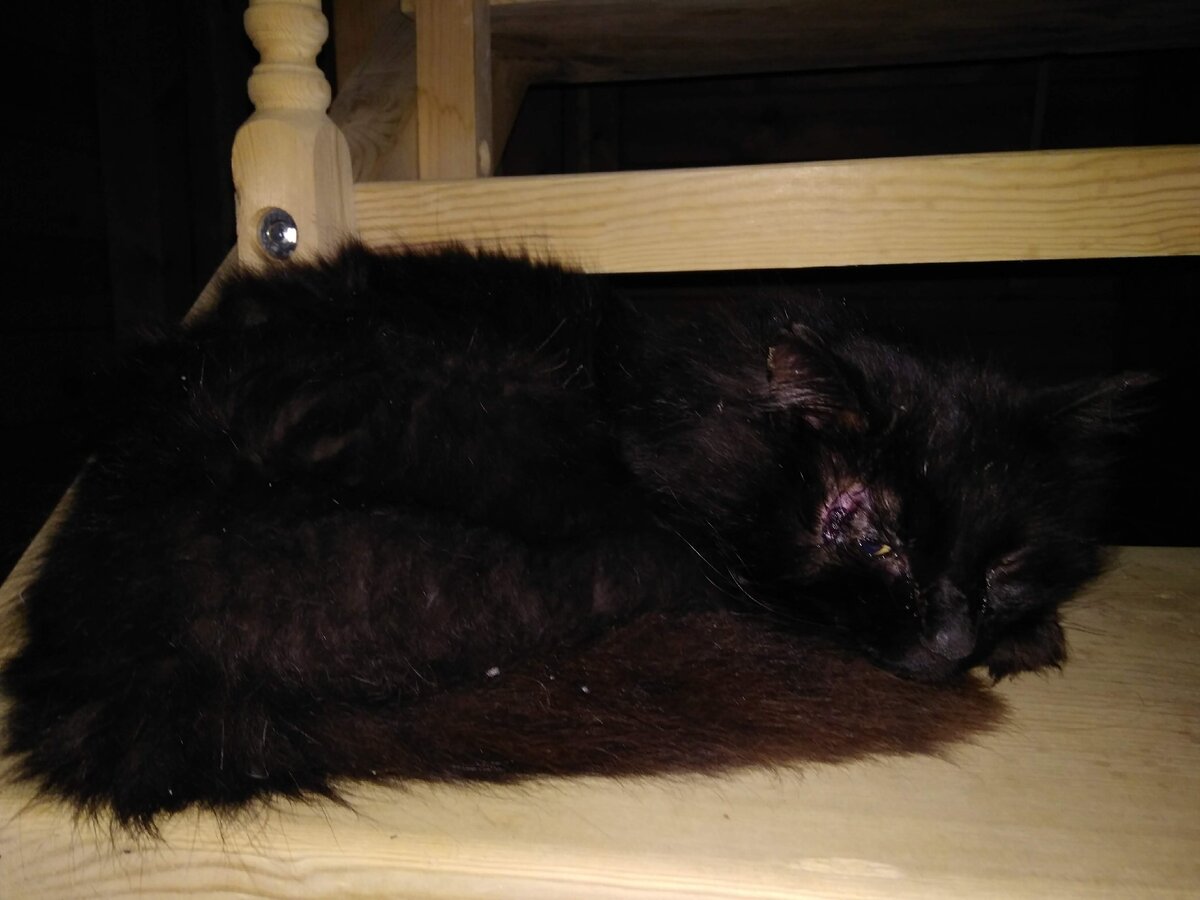 Кот расчесал глаз