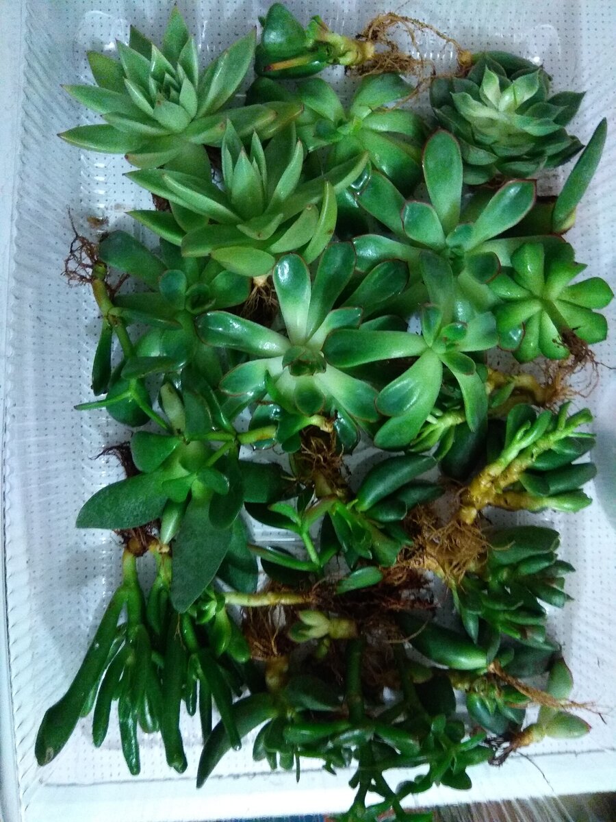 Растения из Магнита после хим.обработки