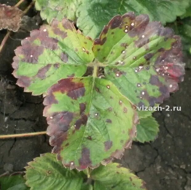 Поражение происходит (первичное) в середине-конце апреля по середину июля, вторичное - в конце вегетации.