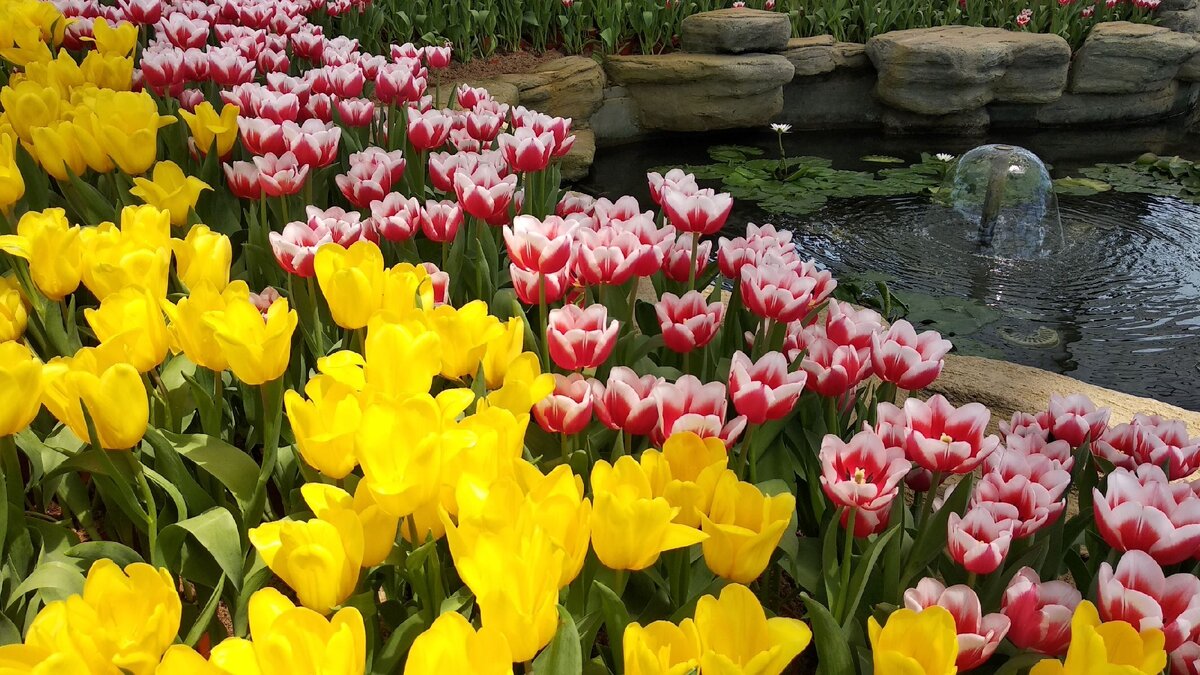 Тюльпаны в ландшафтной композиции.