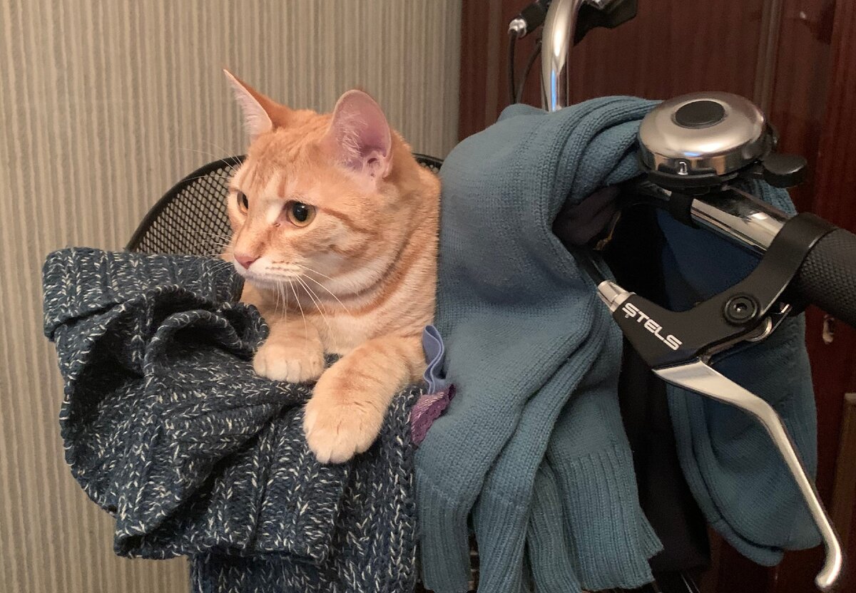 Масяня-велосипедистка